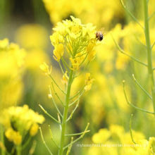 white rapeseed honey